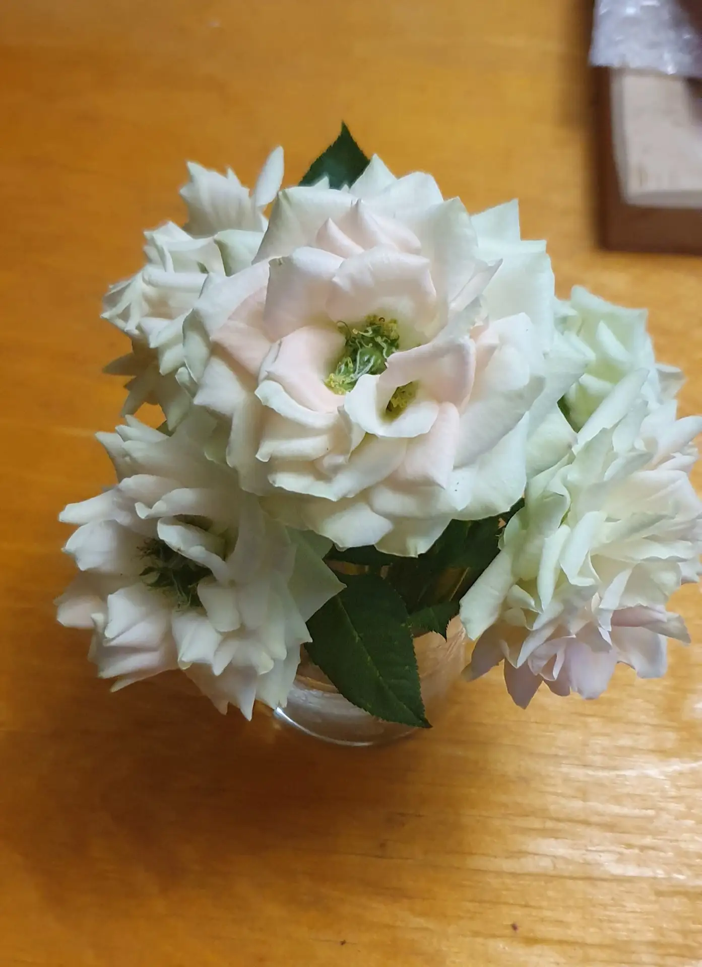 Такое чудо мне выдала Джет Сет на одной веточке. Остальные нормальные.

🌹Канал Всё про розы
🥀Чат В