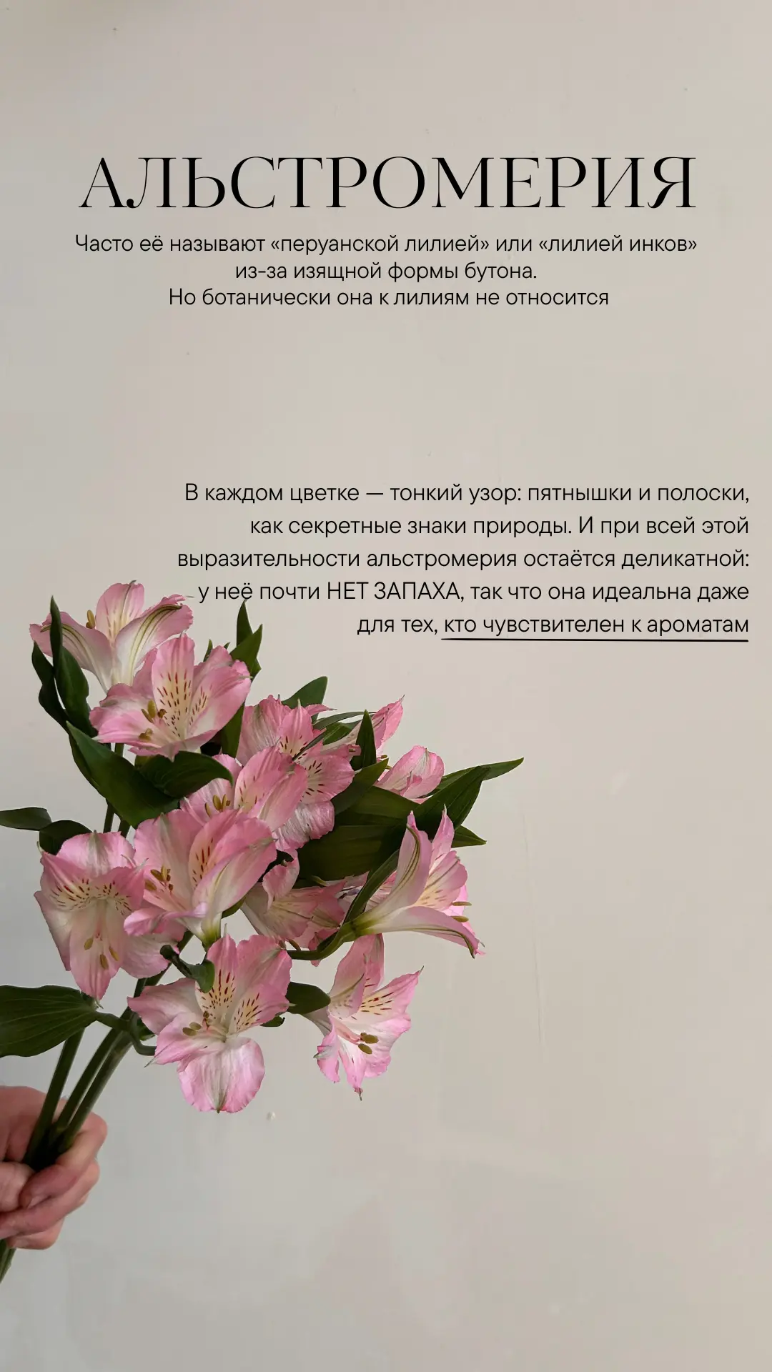 Рассказываем вам сегодня про альстромерию🌸