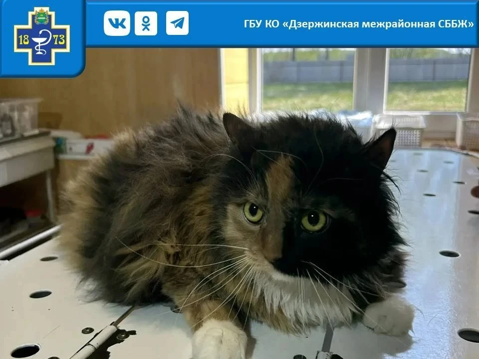 На приеме кошка Машка ,6 лет, санитарная стрижка.