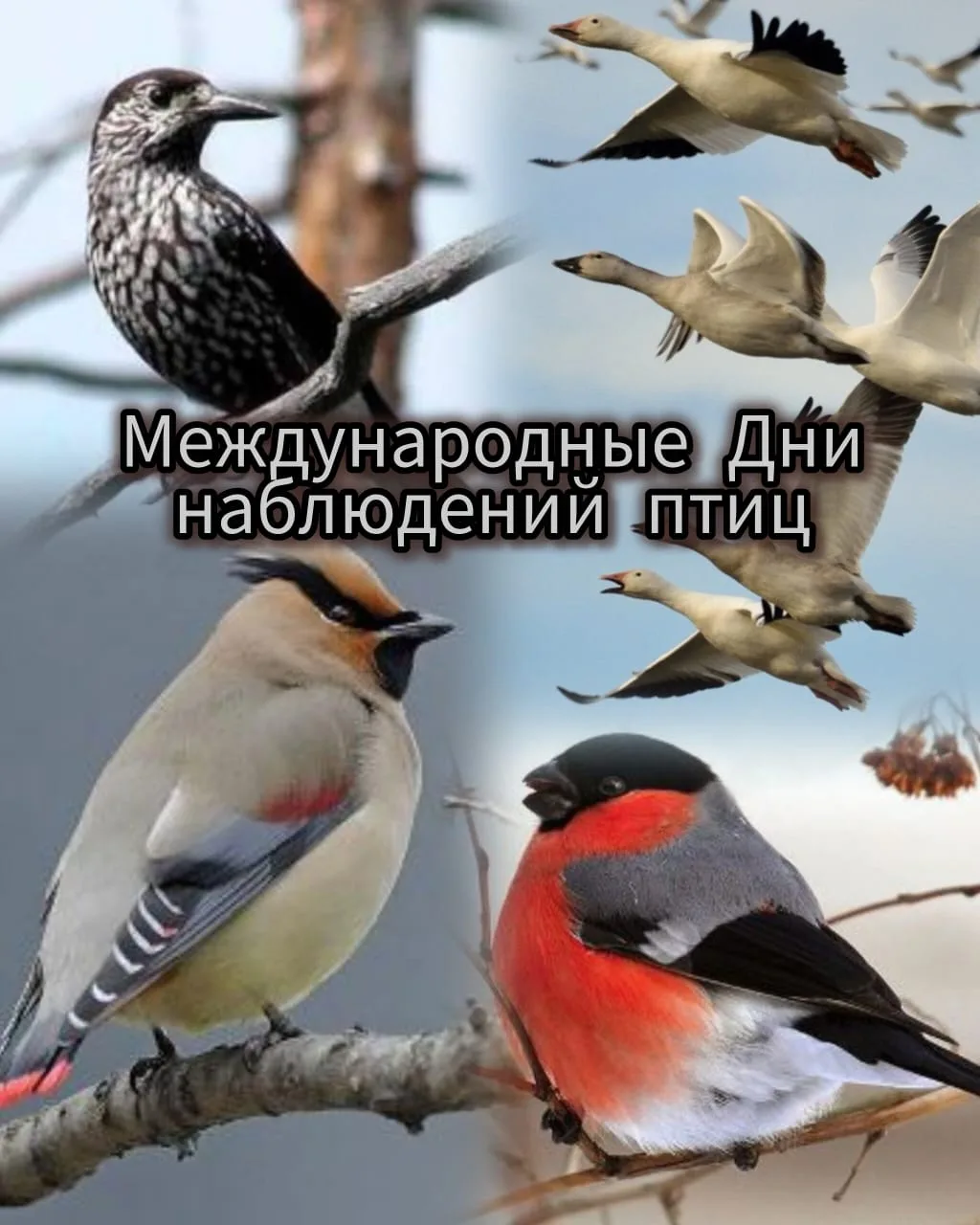 ❇️Союз охраны птиц России