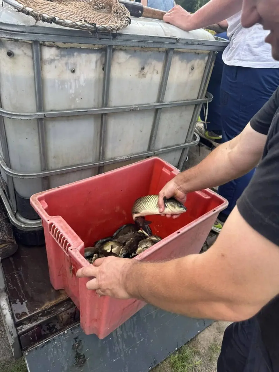 🐟В озеро парка «Прибрежный» в Челнах выпустили карпов, амуров и толстолобиков