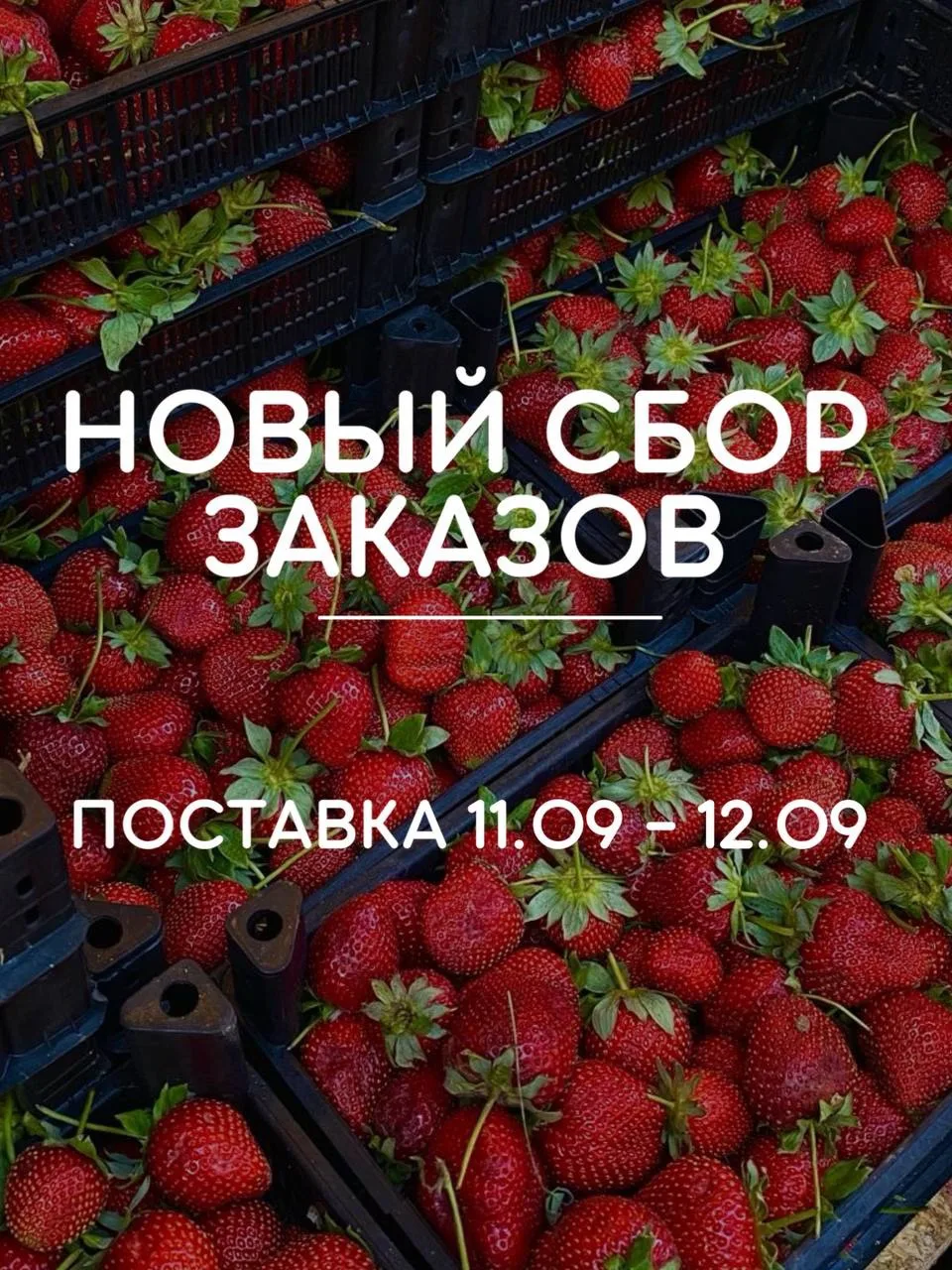 🍓 ЖДАЛИ СВЕЖУЮ ЯГОДУ?