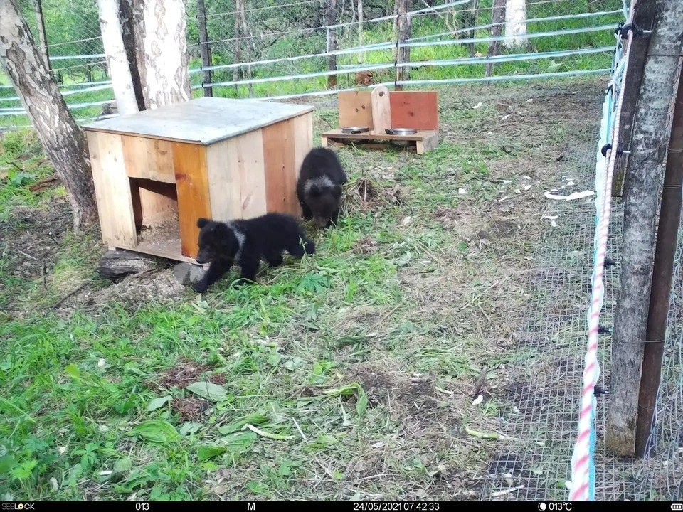 В Алтайский заповедник привезли медвежонка в мусорном баке 🐻