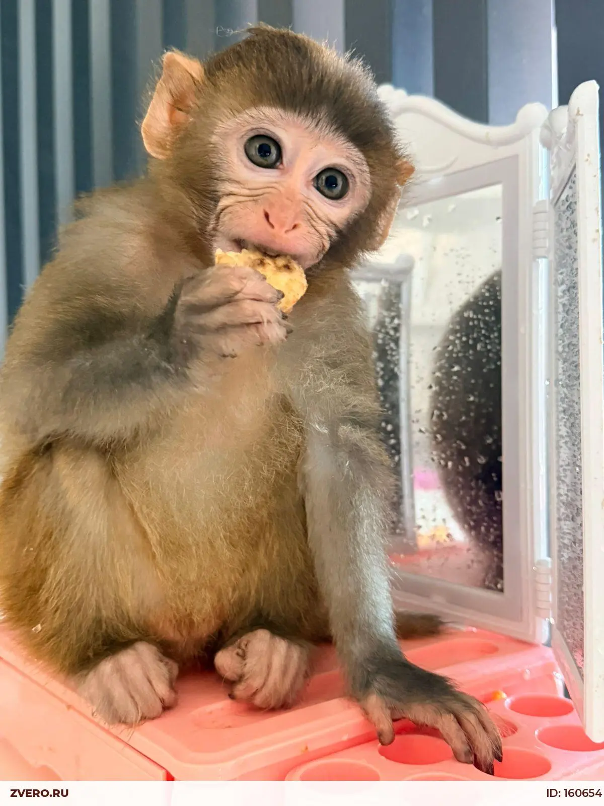🐒 Макак-резус (Macaca mulatta)