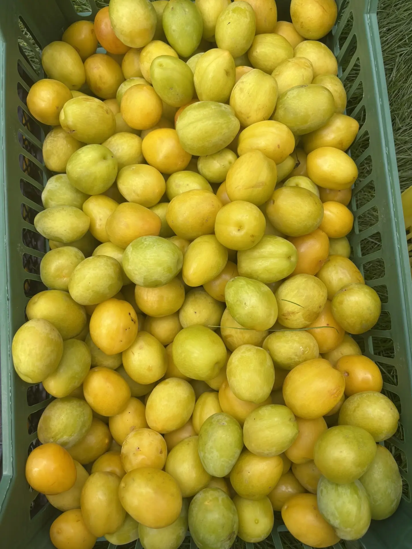 Продам алычу. Сладкая, ароматная, ведро 10 л. - 500 р.