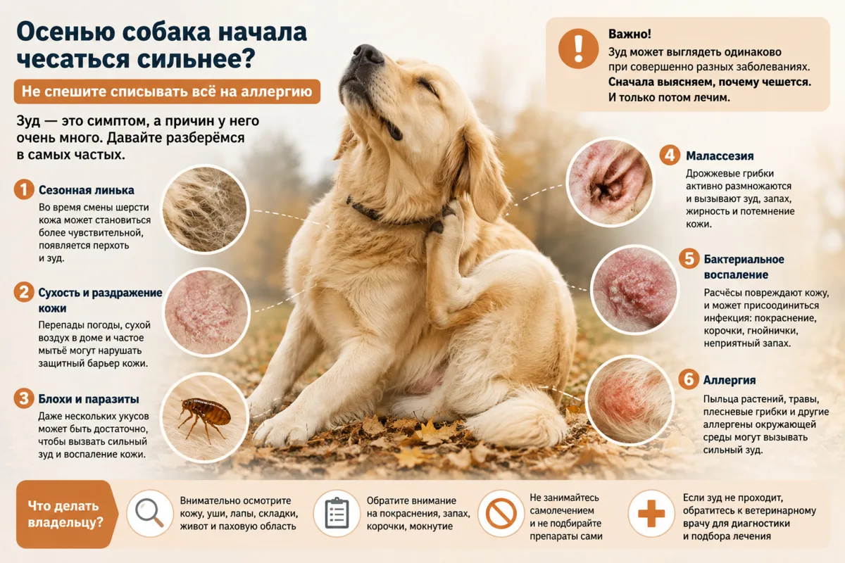 Осенью собака начала чесаться сильнее? Не спешите списывать всё на аллергию