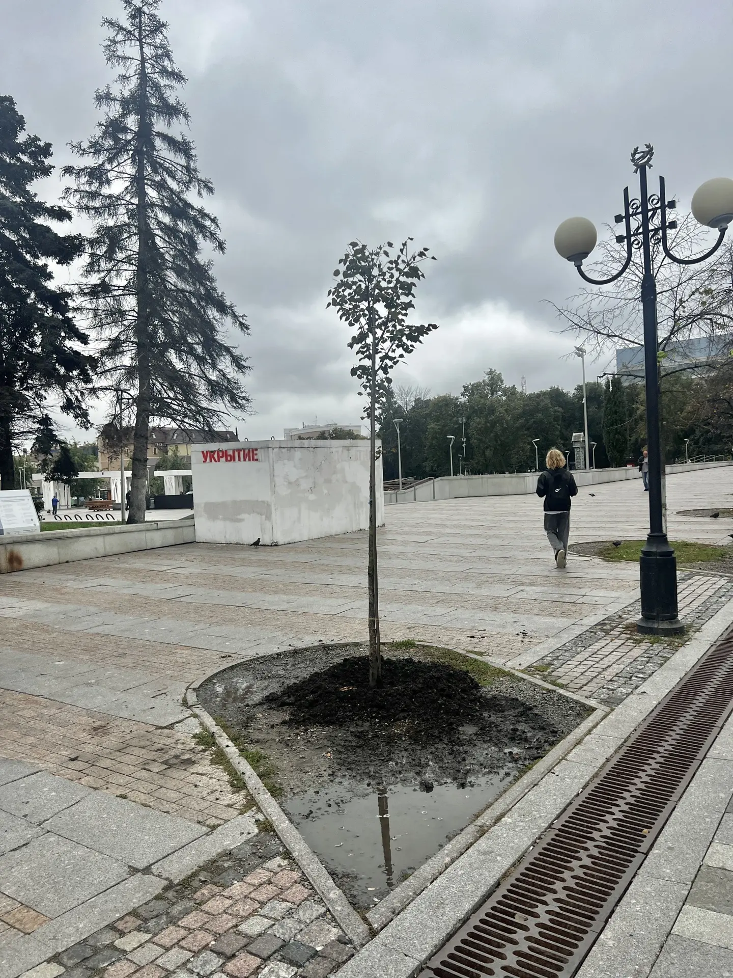 🌳 На Московской посадили новые липы