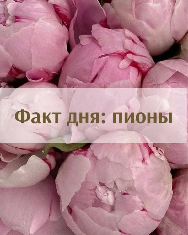 Факт дня: пионы! 📎⭐

📎Пышные, воздушные и невероятно ароматные.
📎 Раскрываются всё больше с кажды
