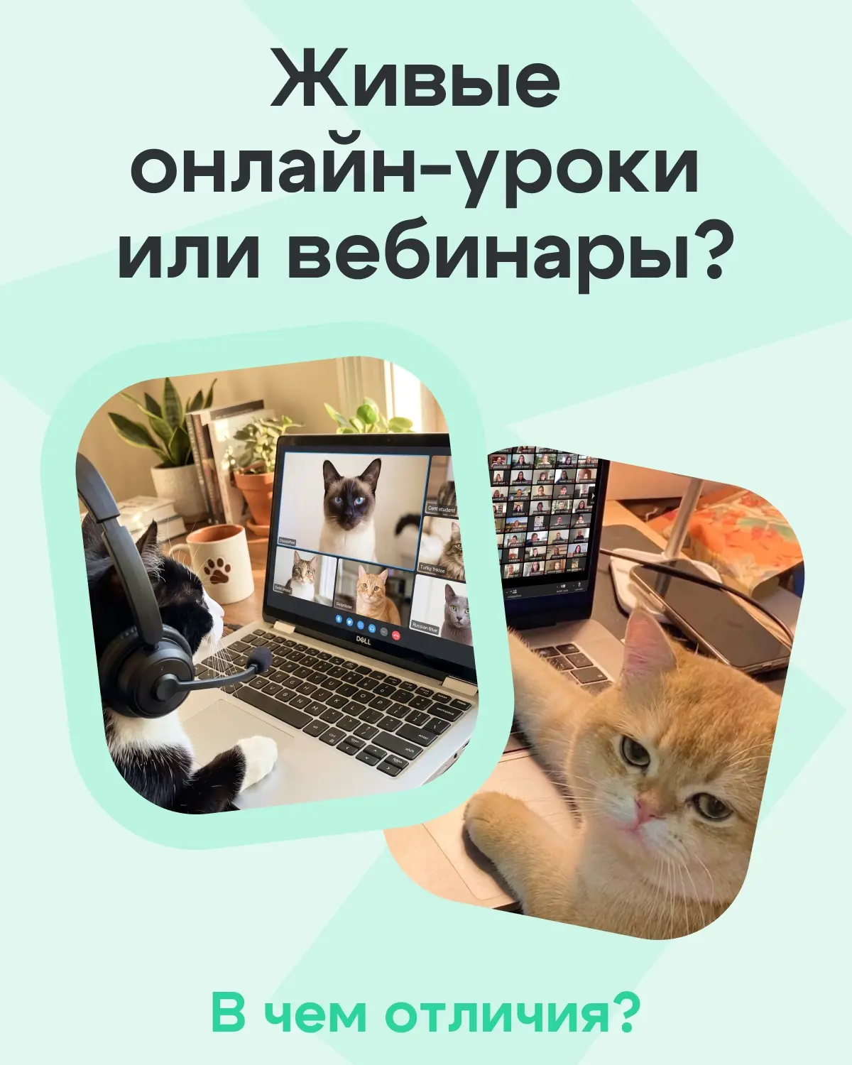 Почему цена за живые онлайн-уроки и вебинары разная? Вебинар и живой урок – это два раз...