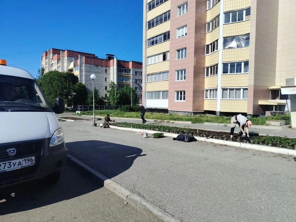 Высадка цветочной рассады в муниципальные клумбы и вазоны города
