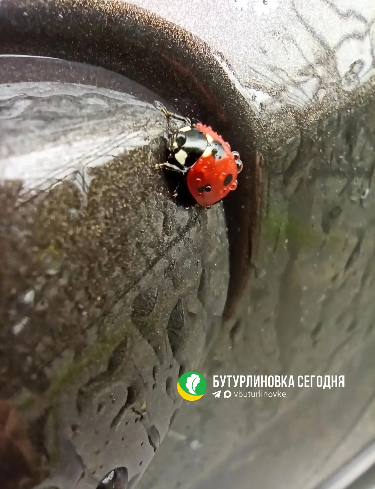 🐞 А ещё сегодня — День божьих коровок!