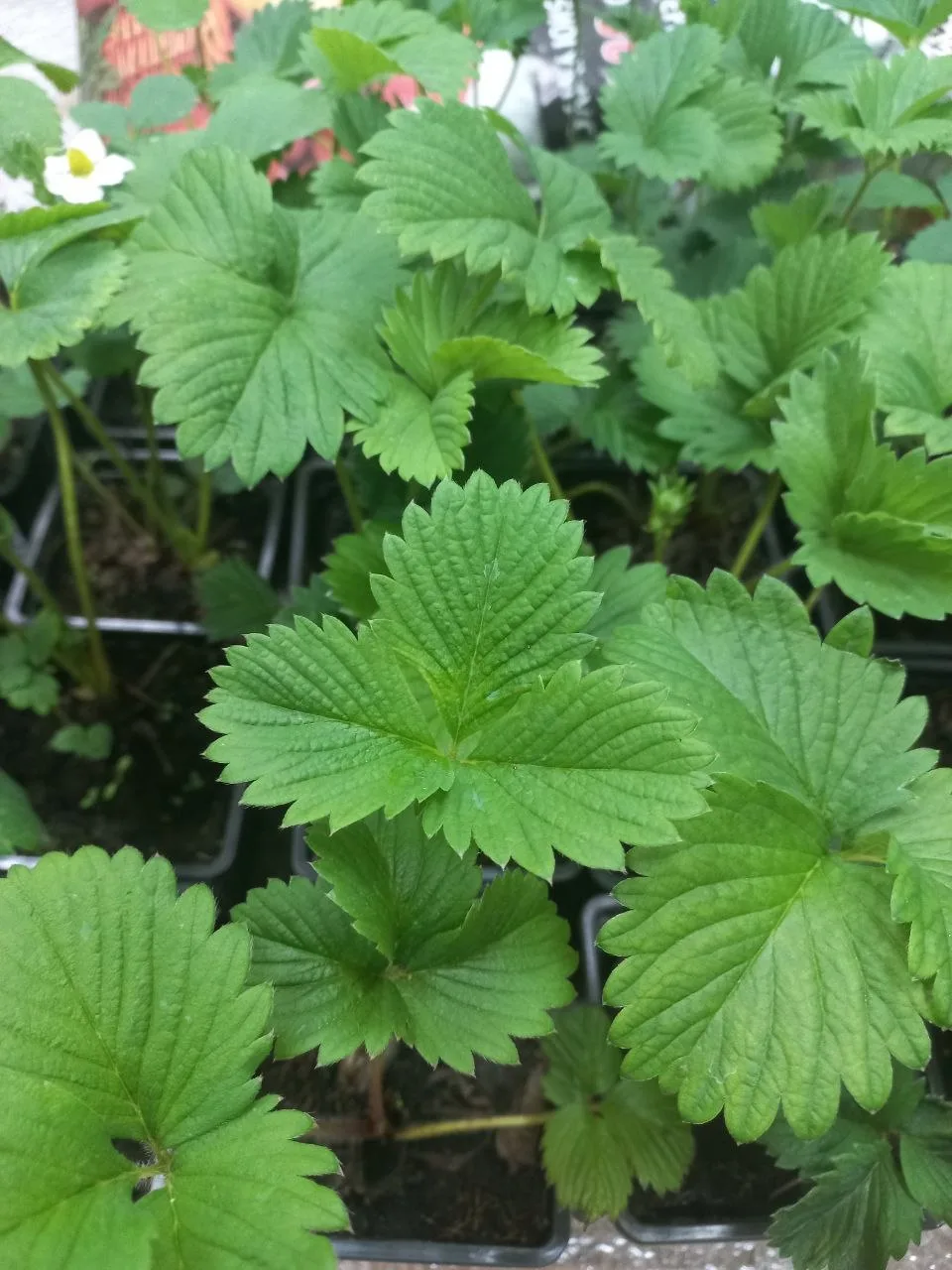 Первое поступление саженцев садовой земляники🍓