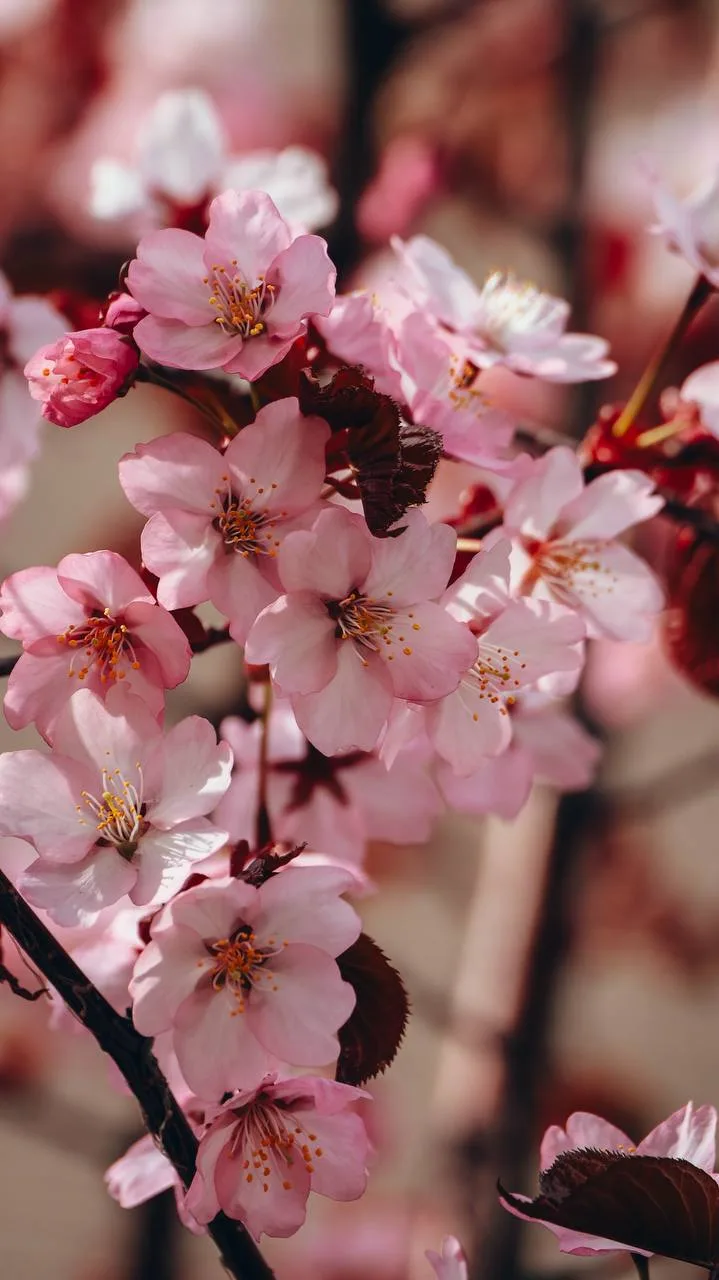 В городе зацвела сакура 😍 🌸  Доброе утро, Южно-Сахалинск! Май радует тёплым началом дня, не смотря н
