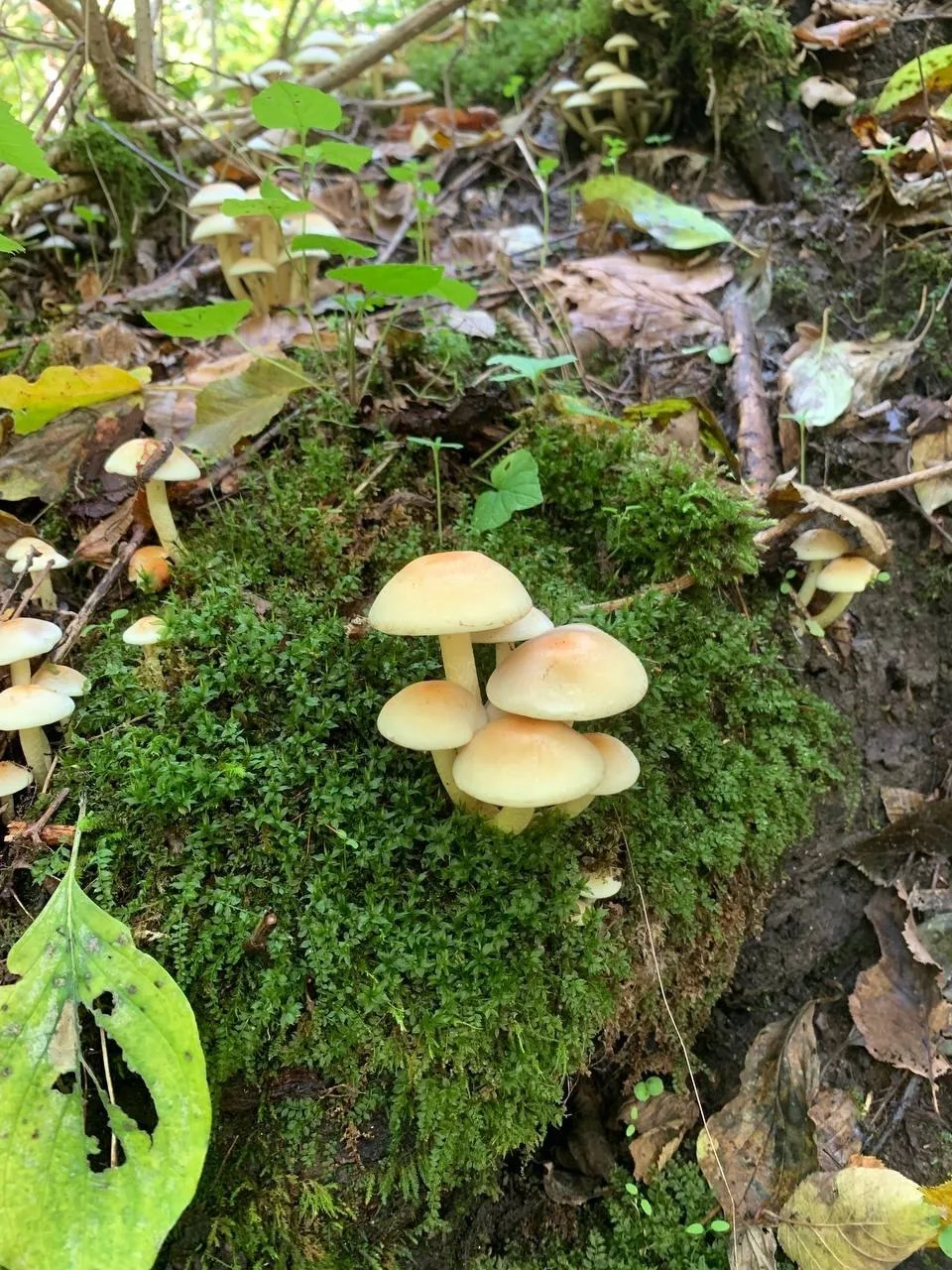 Грибники Кубани, с началом осеннего сезона! 🍁