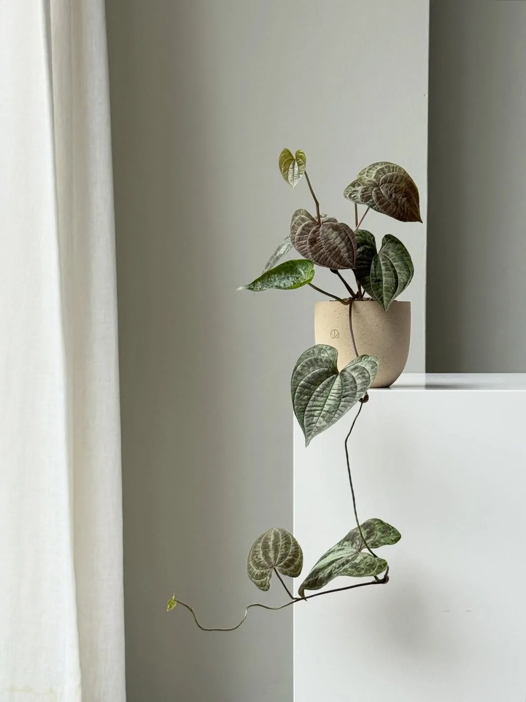🌿 Диоскорея додеканеура (Dioscorea dodecaneura) в естественных условиях встречается в ...