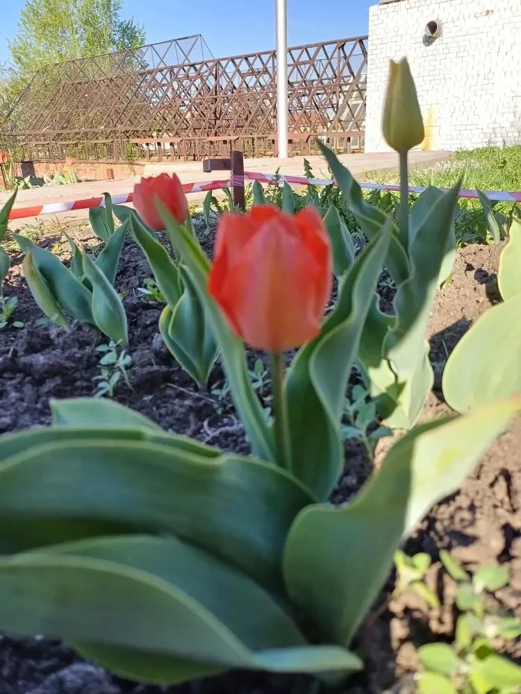 🌷 Подарок от школьной агролаборатории: цветущая память о великом подвиге  В этот великий день — 9 Ма