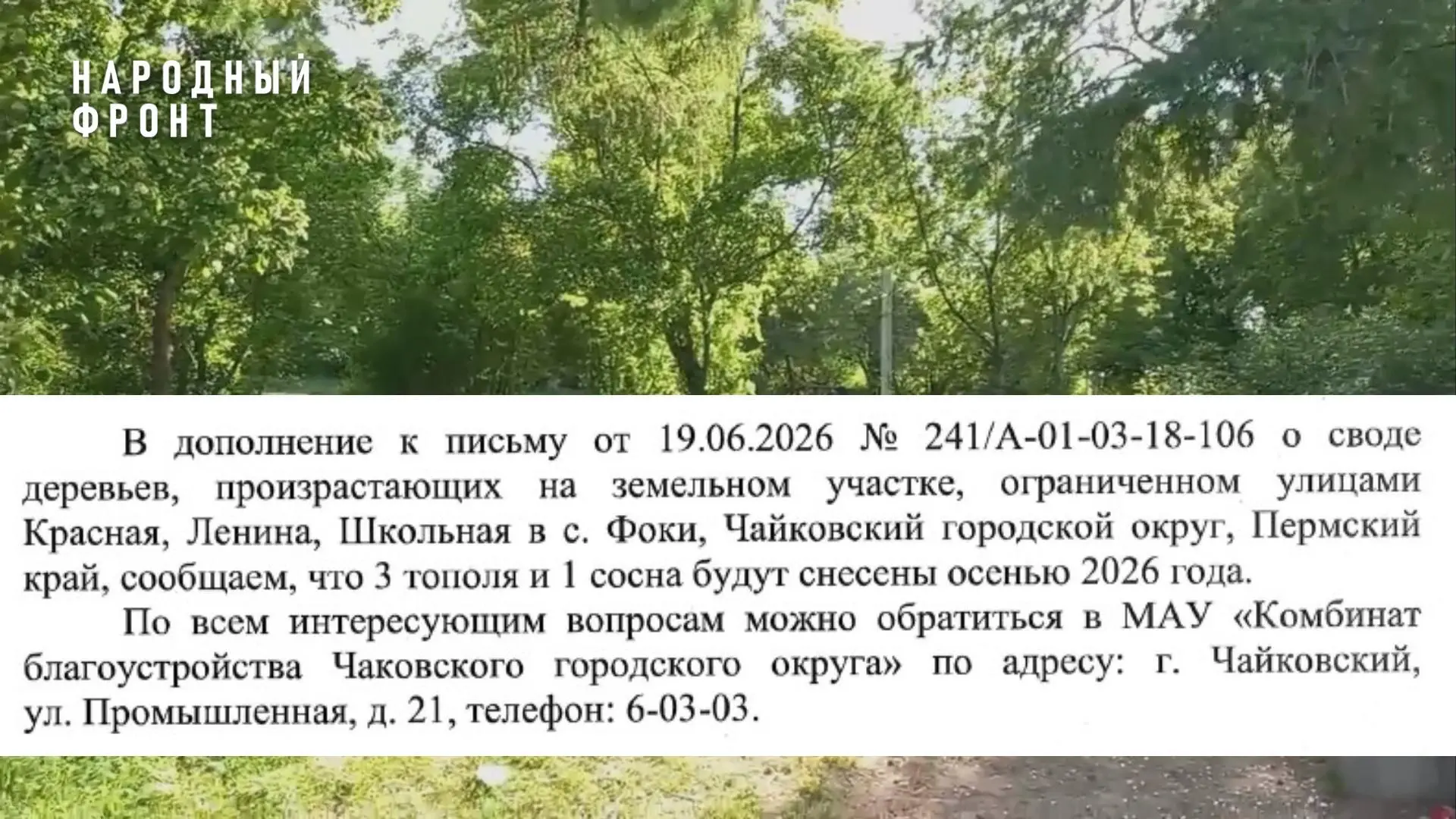 Тополя под прицелом: Народный фронт добивается сноса опасных деревьев в Фоках