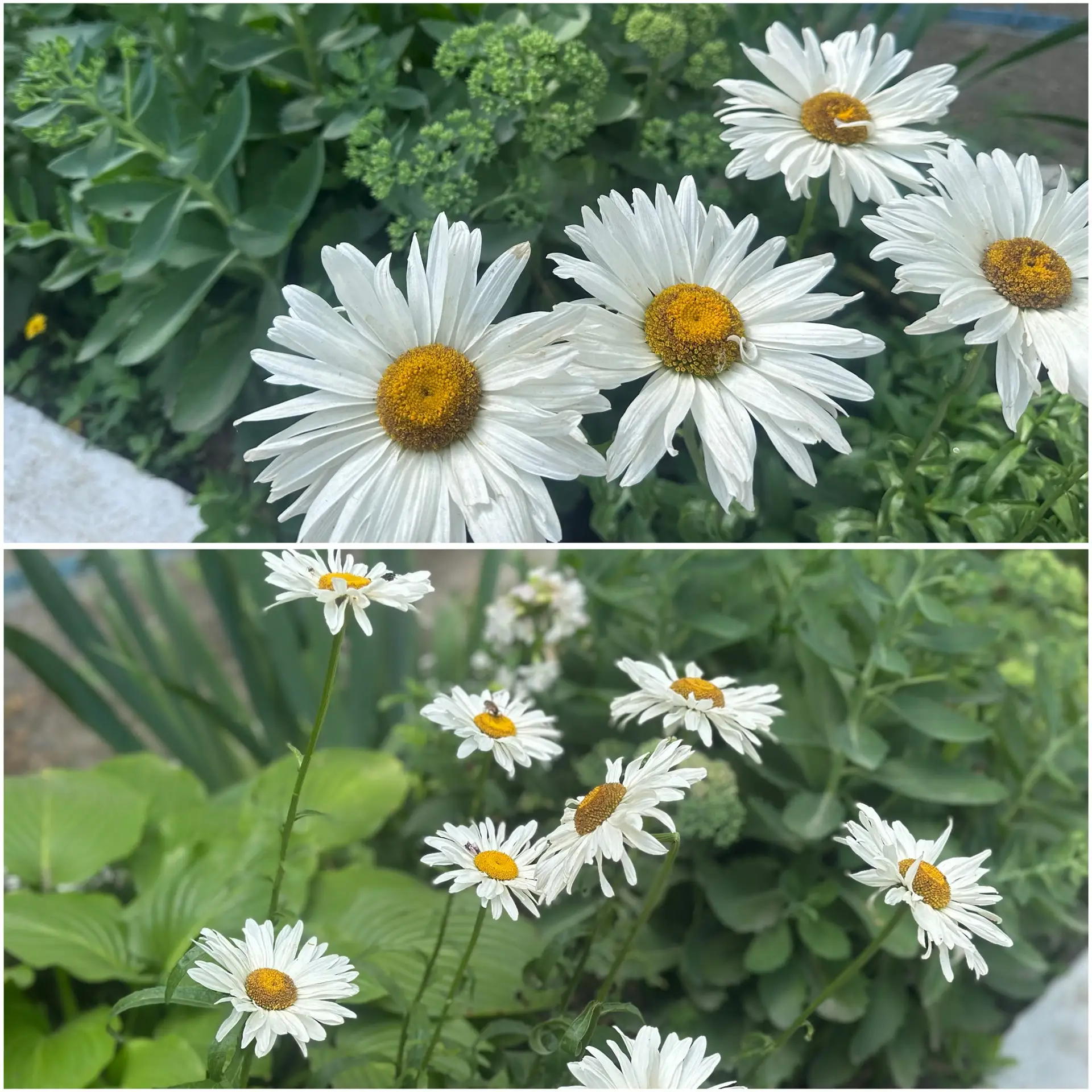 В нашем дворе расцвели солнечные цветы 🌼😊