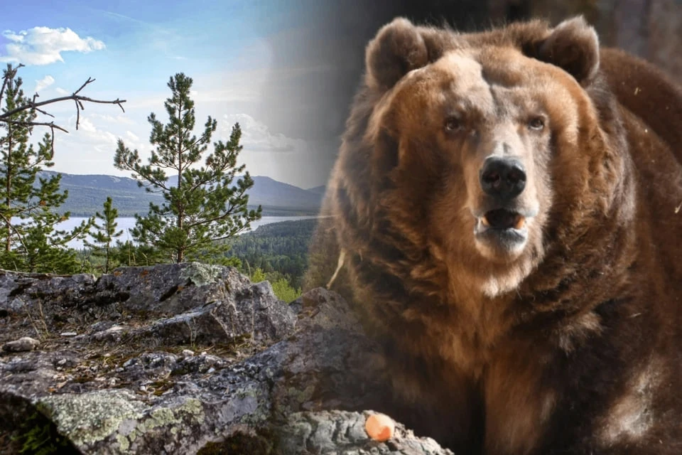 🐻 «Все, спускайтесь, медведя нет»: туристы пели песни и хлопали косолапому, которого в...