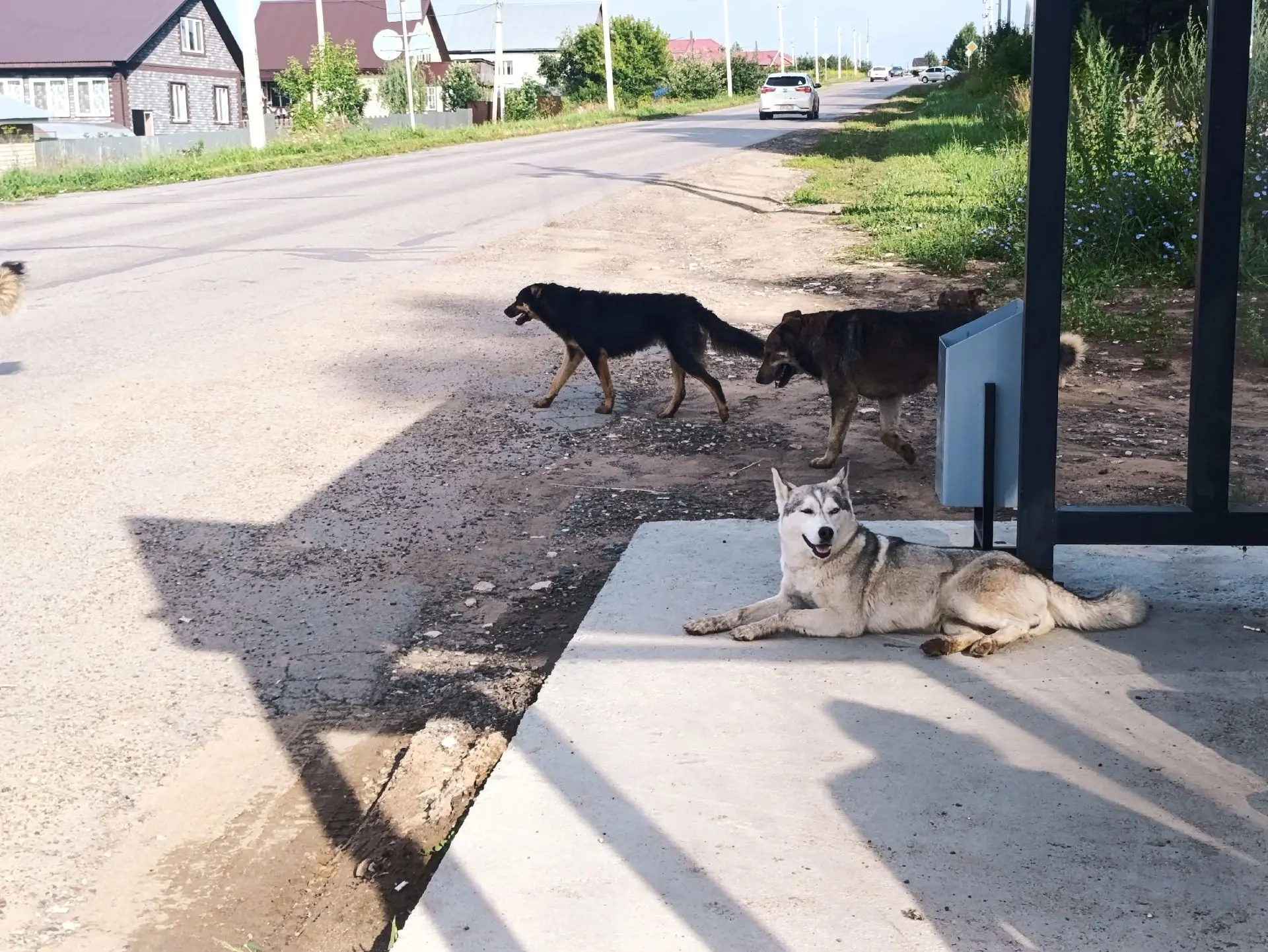 Мы в ответе за тех, кого приручили