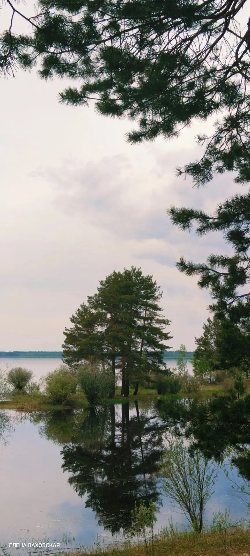 🌳Таинственная тишина и приглушенные краски леса 

📷: Елена Ваховская