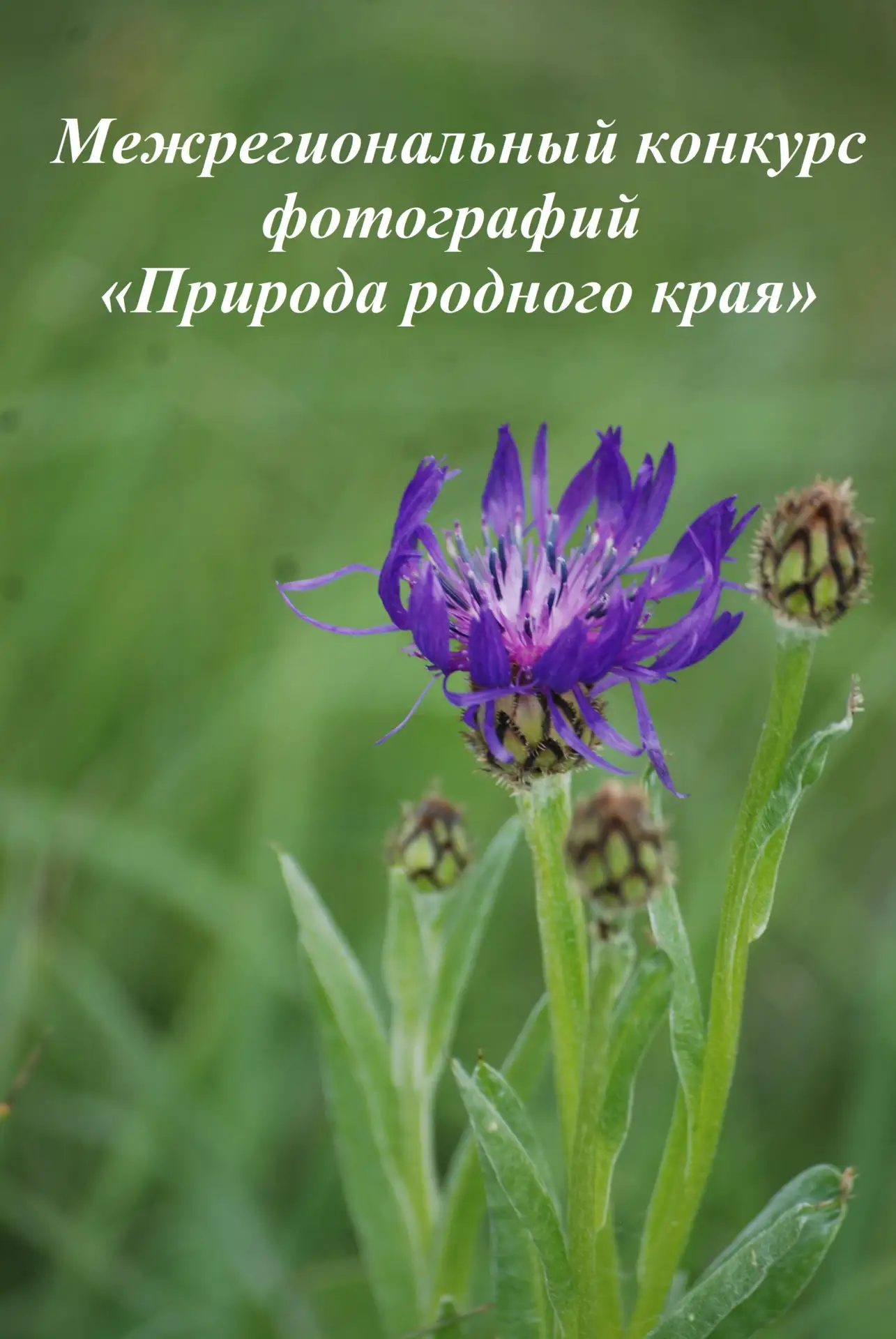 Жителей Республики приглашают к участию в конкурсе фотографий «Природа родного края»