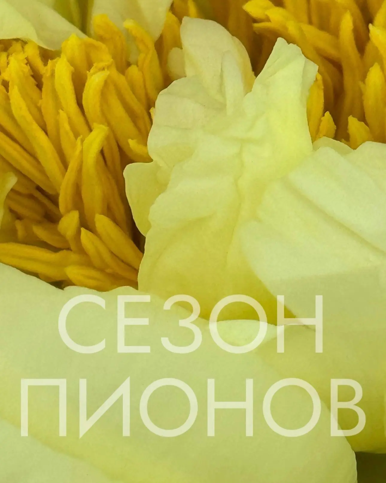 Вы спросите: «Когда сезон пионов?»🌸🫶🏻