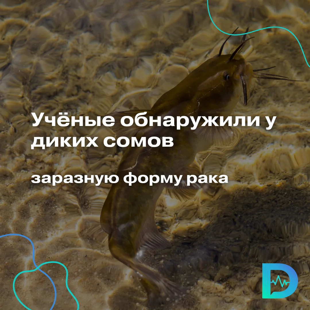 Учёные раскрыли загадку «эпидемии» рака среди рыб в озере на границе США и Канады

Ещё с 2012 года у