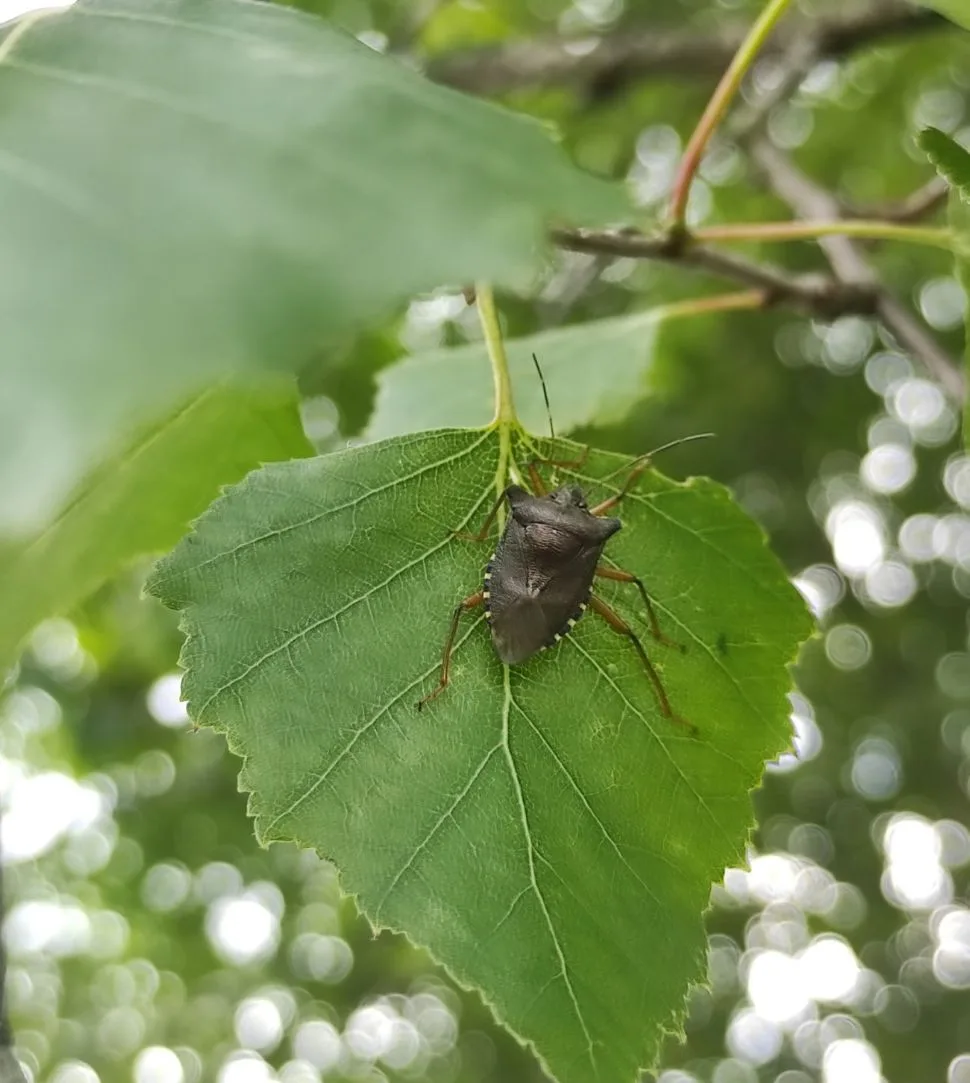 Клоп воняет не только для того, чтобы отпугнуть хищника. Запах нужен им для коммуникаци...