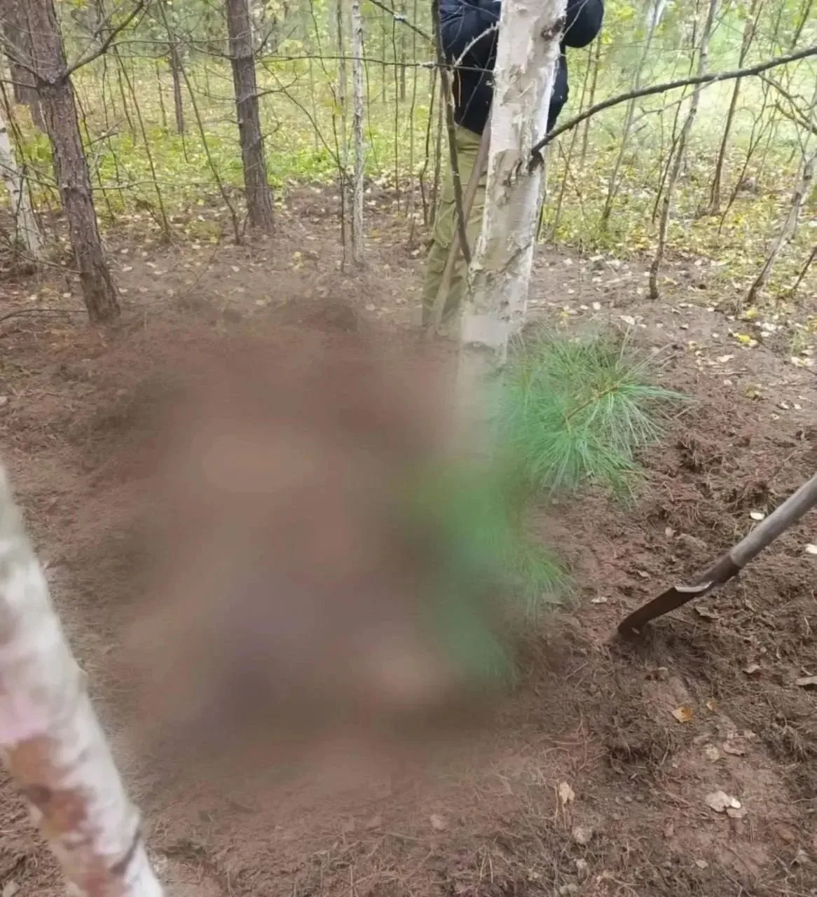 🐻 Медведь загрыз двух женщин в Красноярском крае