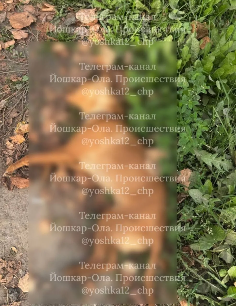 🐕 Собака вторые сутки лежит у перекрестка