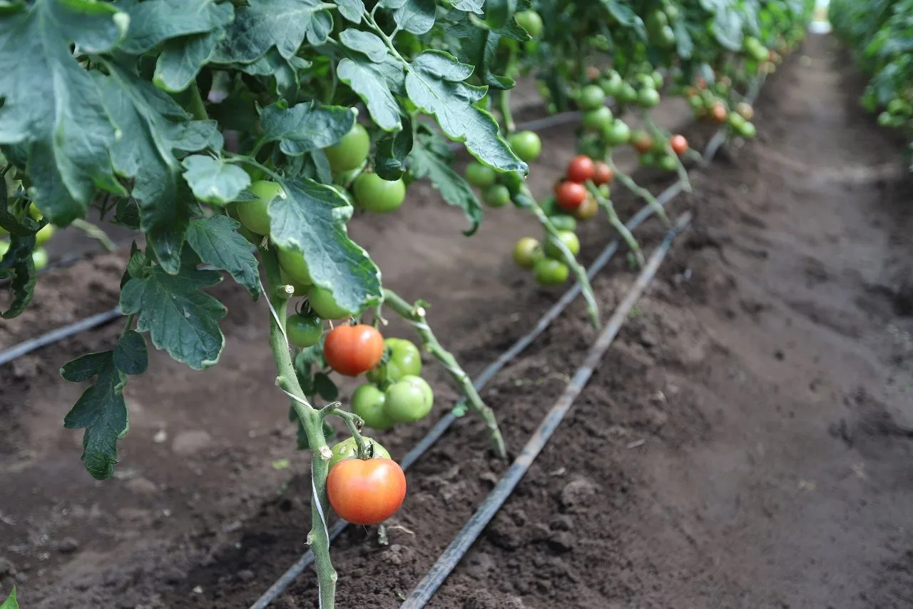Огурцы, кабачки, томаты: на прилавках все больше местных овощей 🥒🍅🥬 
В Оренбуржье начинается тот 