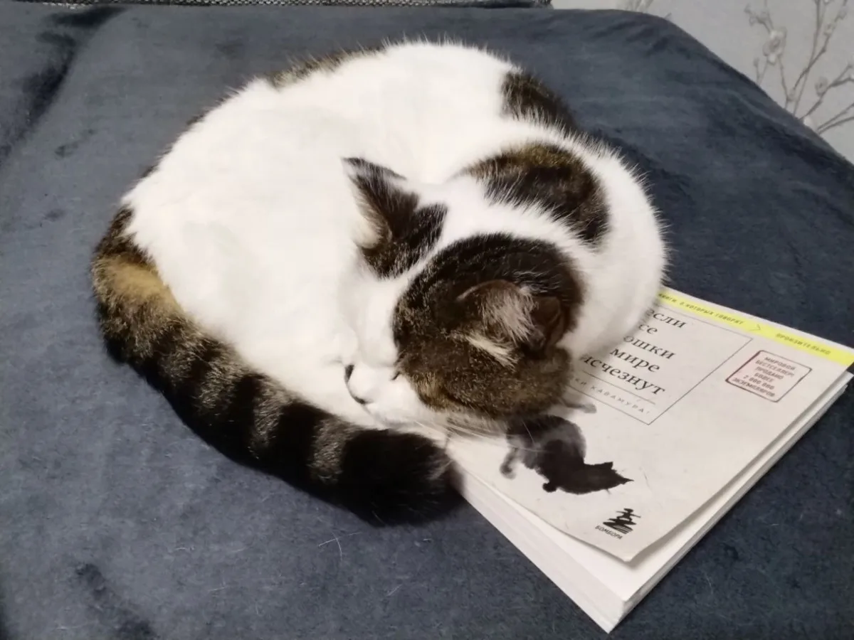 Начитались и устали 🐱