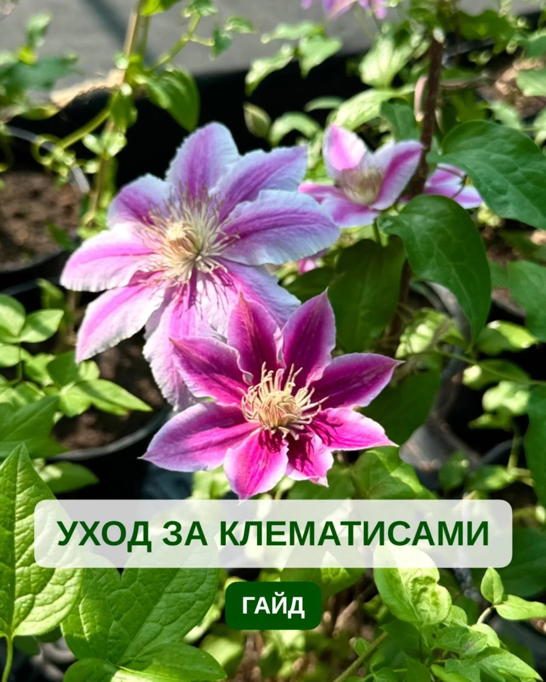 🌸 ИДЕАЛЬНЫЙ ГАЙД: ВСЁ О КЛЕМАТИСАХ 🌸