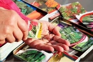 В Воронежской области выявили 45 нарушений при продаже семян