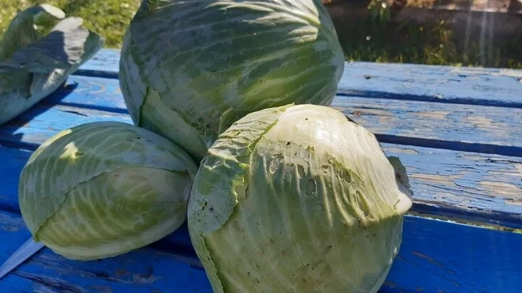 Ученые нашли эфирное масло для хруста квашеной капусты