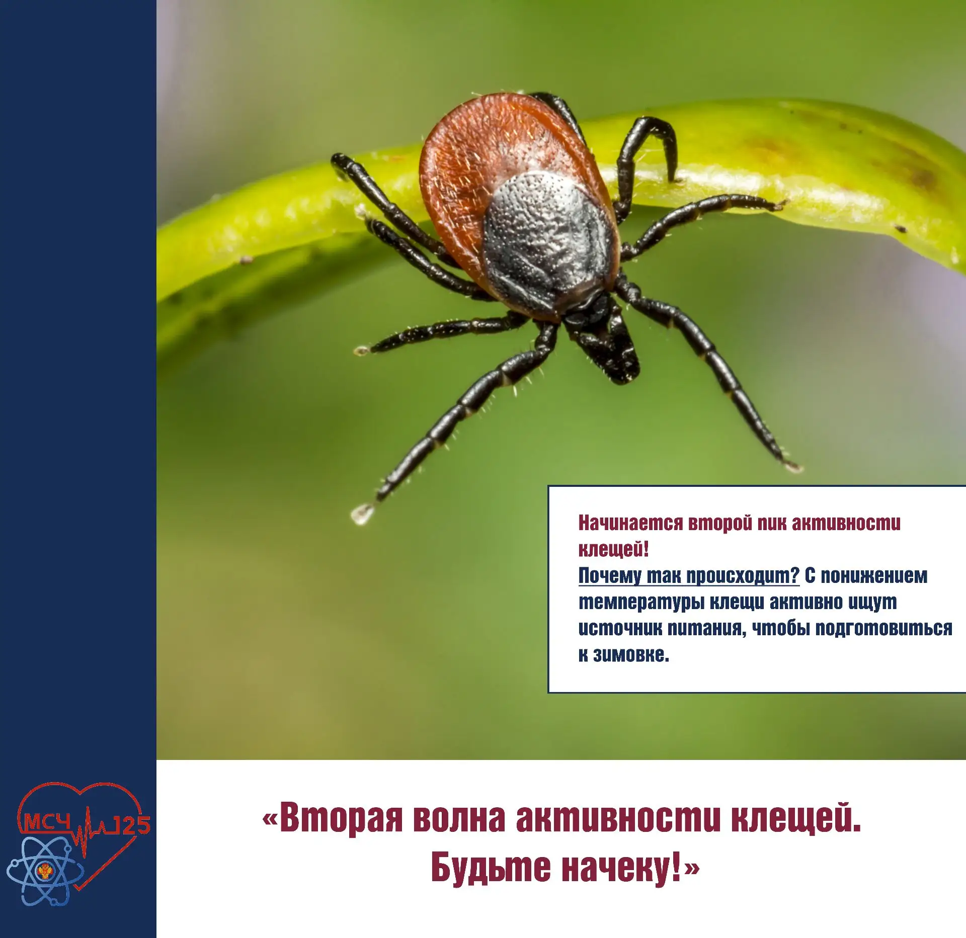 ❗️Вторая волна активности клещей