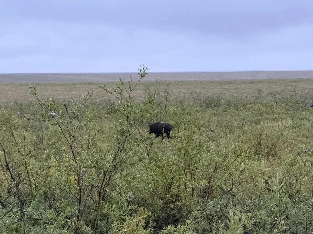 В окрестностях Чокурдаха снова замечен овцебык