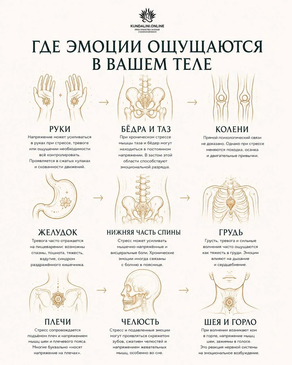 Проверьте: Где эмоции ощущаются в вашем теле…

Эмоции никогда не остаются только в голове - они нахо