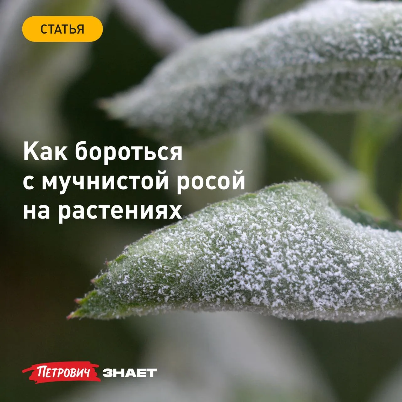 Белый налет на листьях, который поначалу легко стирается пальцами, — это не просто грязь или пыль, а