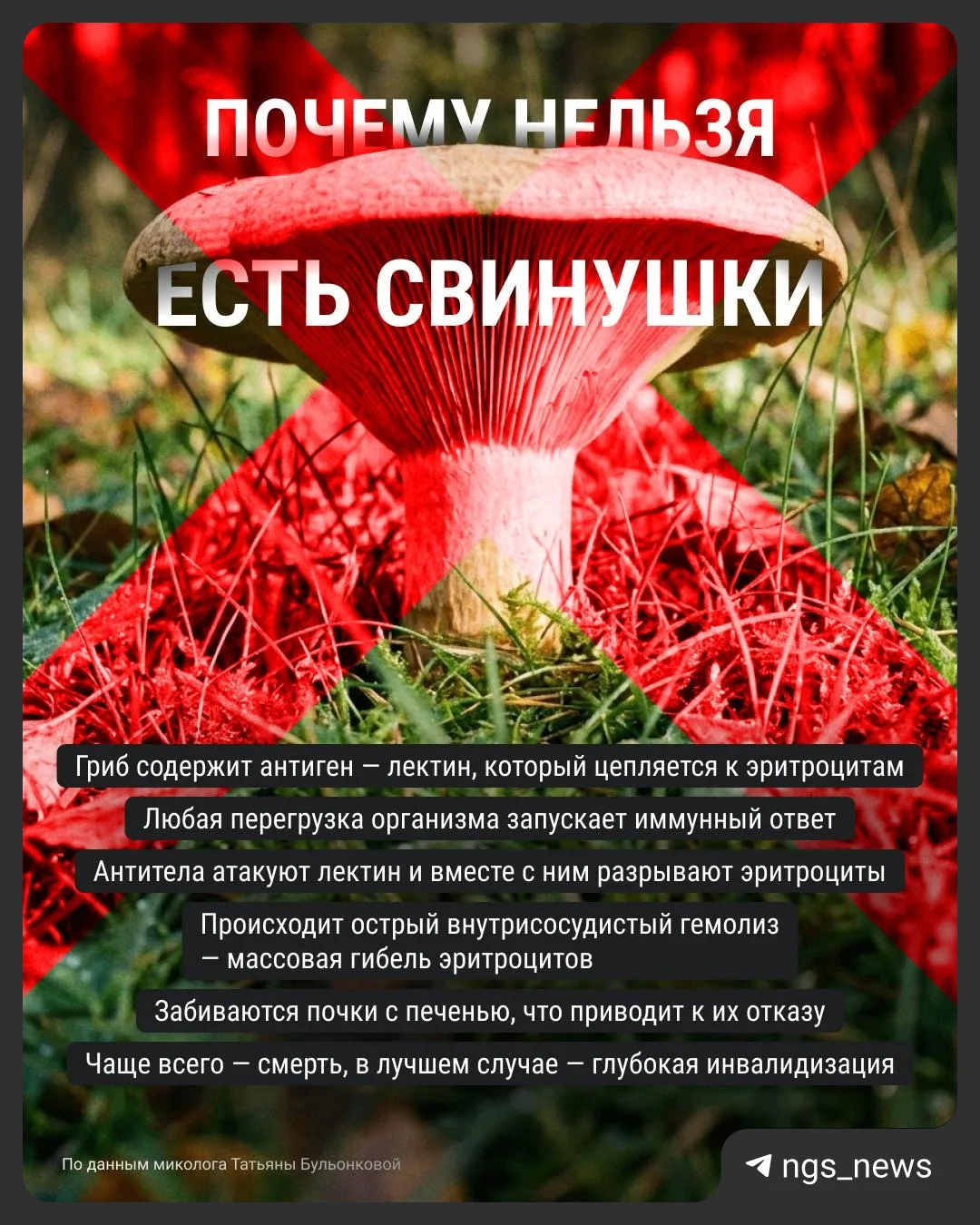 Никаких свинушек! Запомните, если собираетесь по грибы.