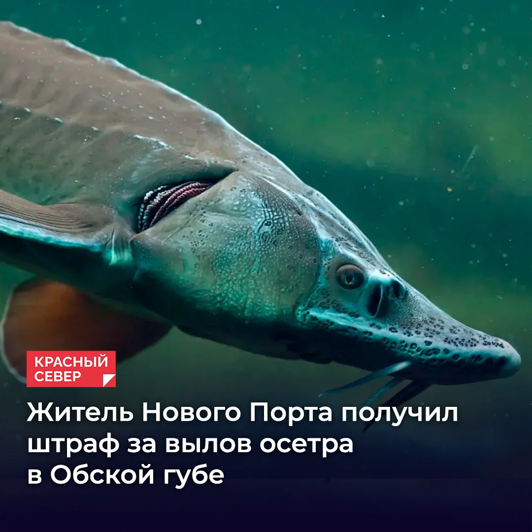Ямальский районный суд вынес приговор местному жителю за браконьерство в Карском море. ...