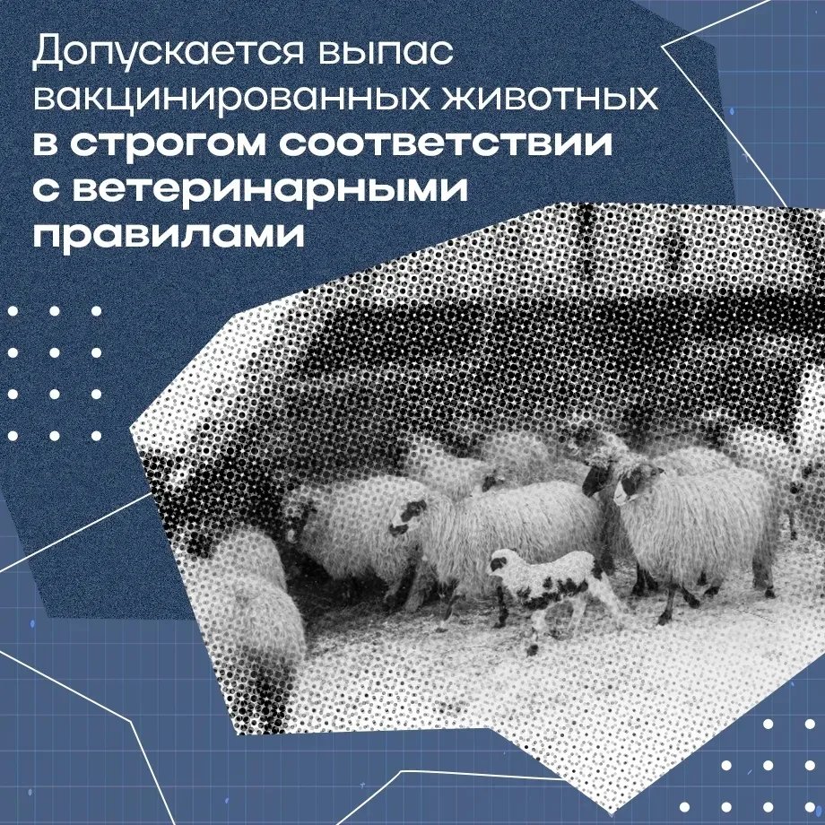 Онгудай | Горно-Алтайск | Майма | Чемал🏡  Поэтапная отмена ограничений по пастереллезу началась в Ре