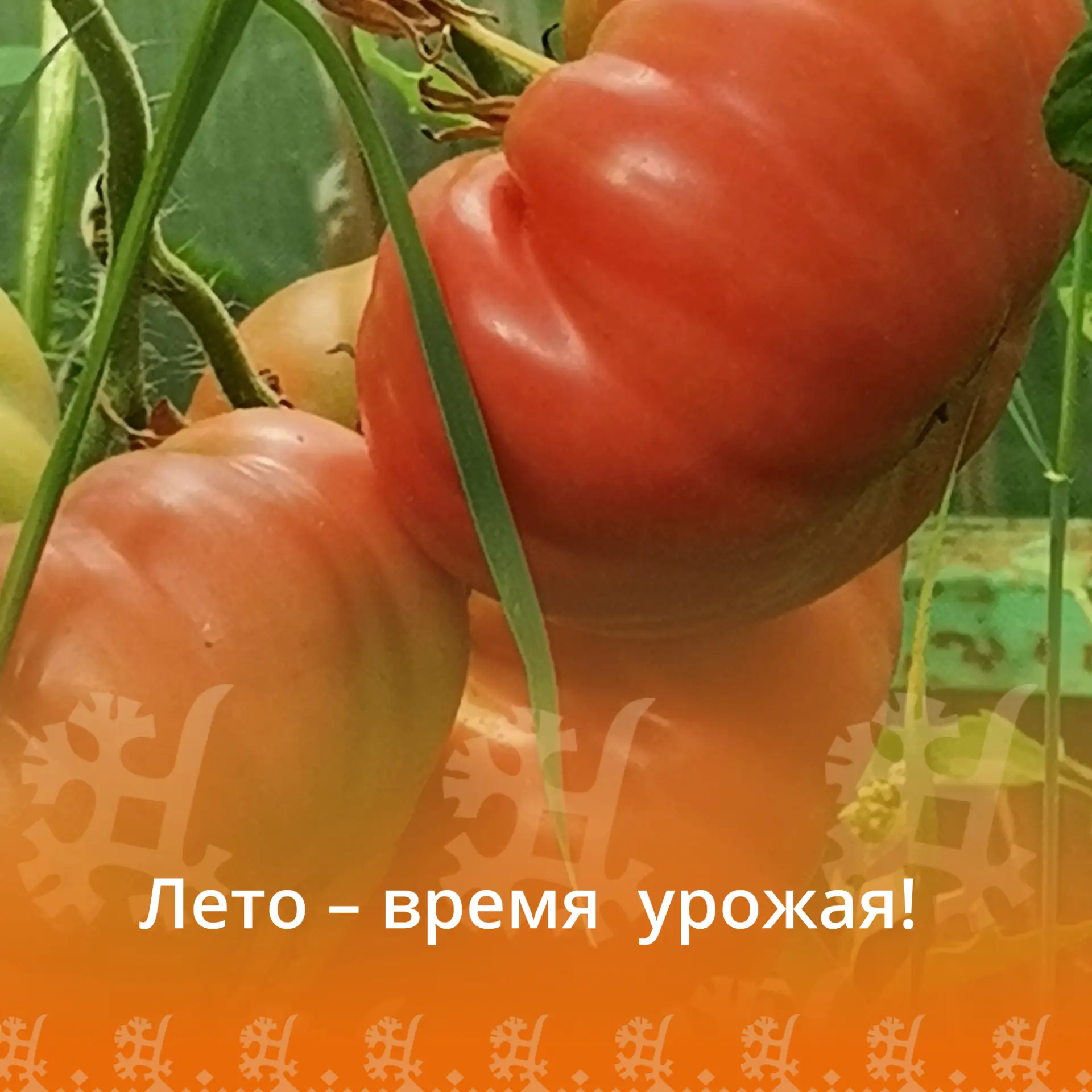 В доме‑интернате лето по‑особенному радостное: здесь овощи растут не просто из семян — ...
