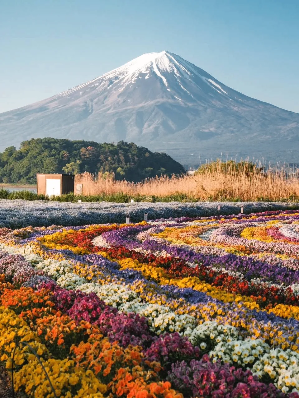 Цветочная тропа Hana-Kaido в парке Оиси, Кавагутико 🌼