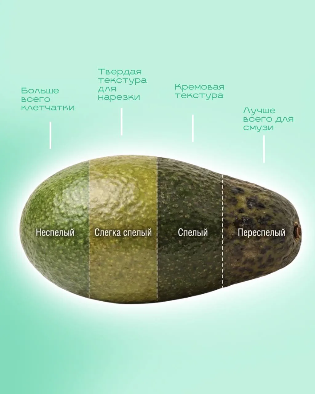 🥑 Авокадо — просто тренд или настоящий суперфуд?

Этот фрукт уже давно стал частью правильного пита