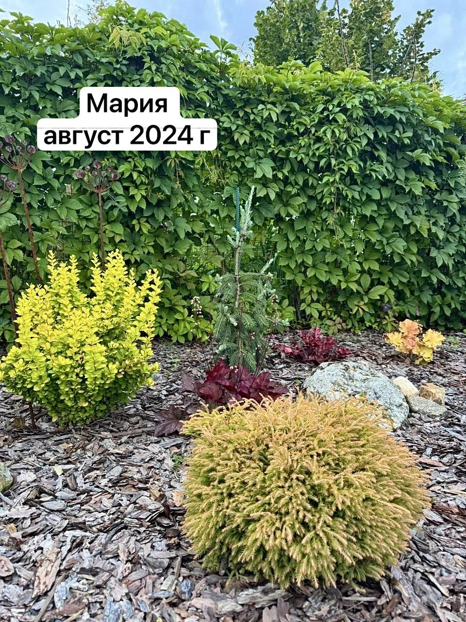 🌿 Поговорим о барбарисах!