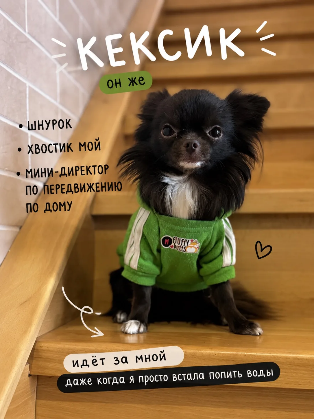 Наверное, у каждого питомца есть не только официальная кличка, но и целая коллекция дом...