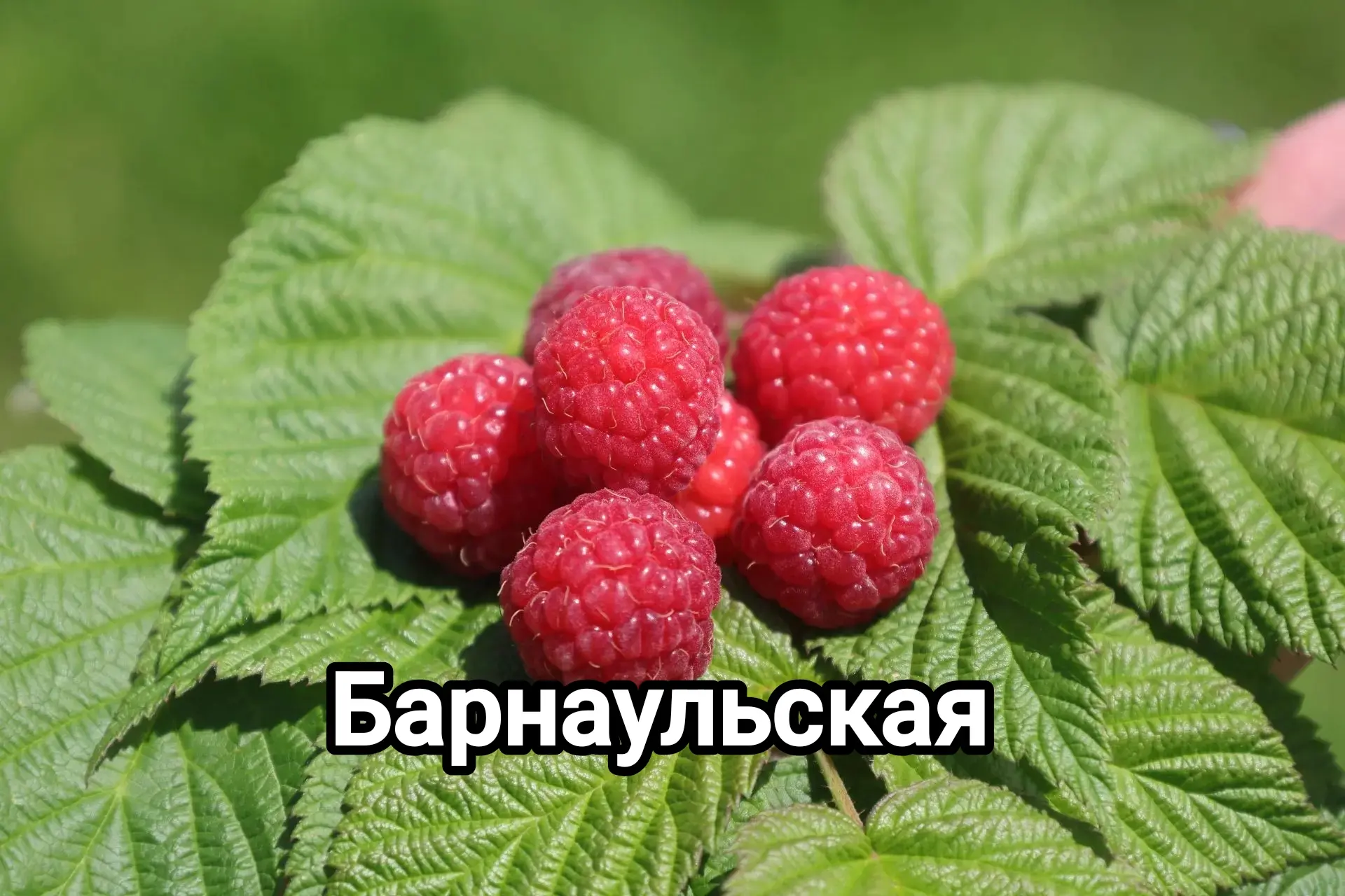 🌿 Малина