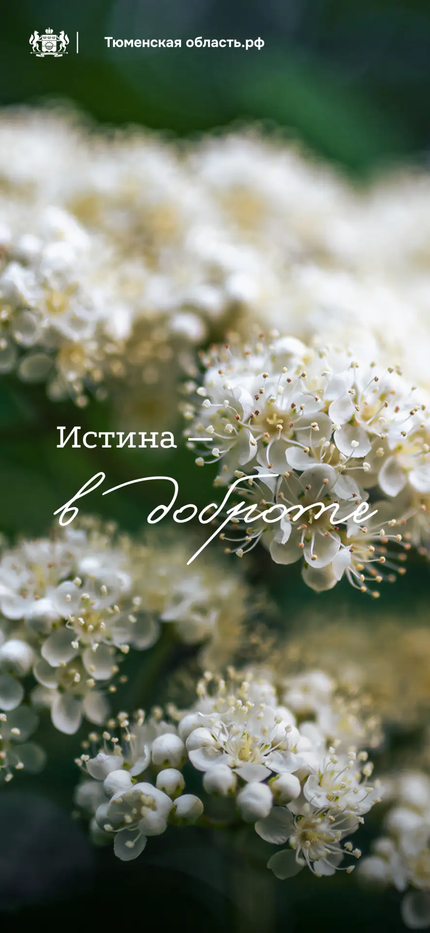 🌸 Весна теперь всегда с вами! Даже на экране телефона  Цветение деревьев и кустарников в Тюмени — не